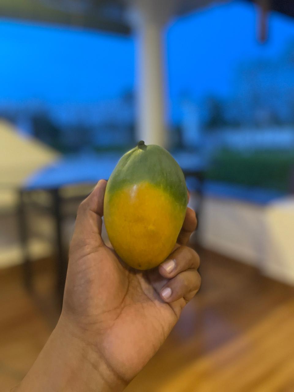 Harvest (Mango)
