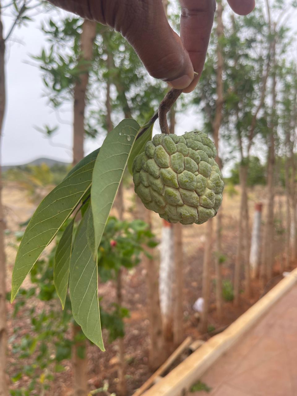 Harvest(Custard Apple)