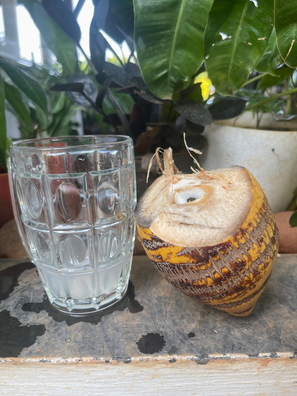 Harvest(Coconut)