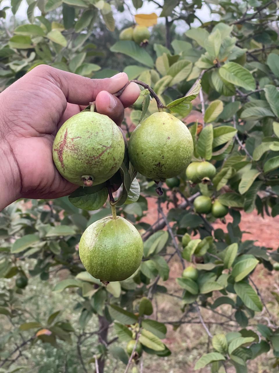 Harvest(Guava)